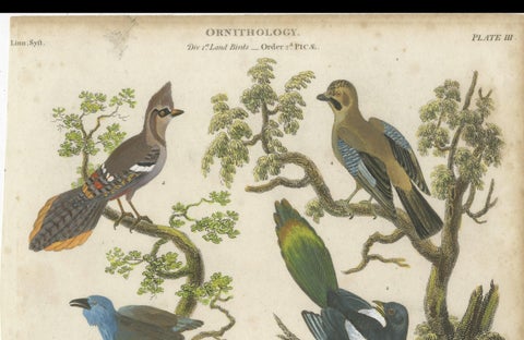 Ornithology Piciformes Plate III - Antique Bird Engraving, 1811, close-up 1