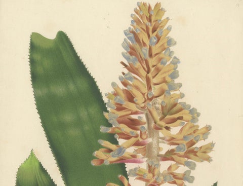 Blue-Flowered Aechmea Botanical Illustration by Louis van Houtte, 19th Century, close-up 1