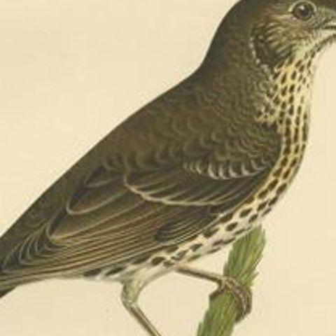 Antique Bird Print of the Song Thrush by Von Wright, 1927, close-up 2