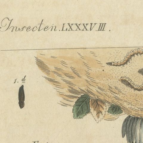 Fruit Moths with Caterpillar in a Cut Apple, Antique Bertuch Print, circa 1815, close-up 5