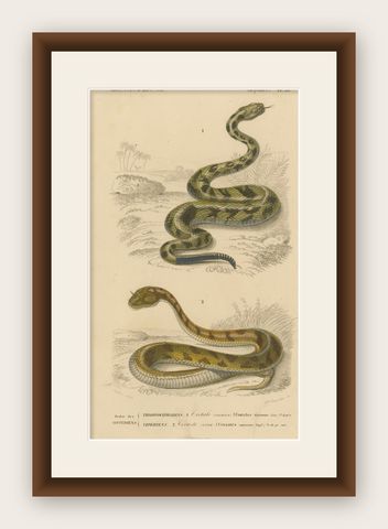 Snake Print of Rattlesnake and Horned Viper, c.1850, by Orbigny, shown framed