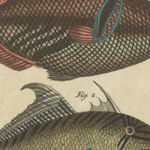 Triggerfish and Filefish from Tropical Reefs, Antique Bertuch Print, circa 1815, close-up 4