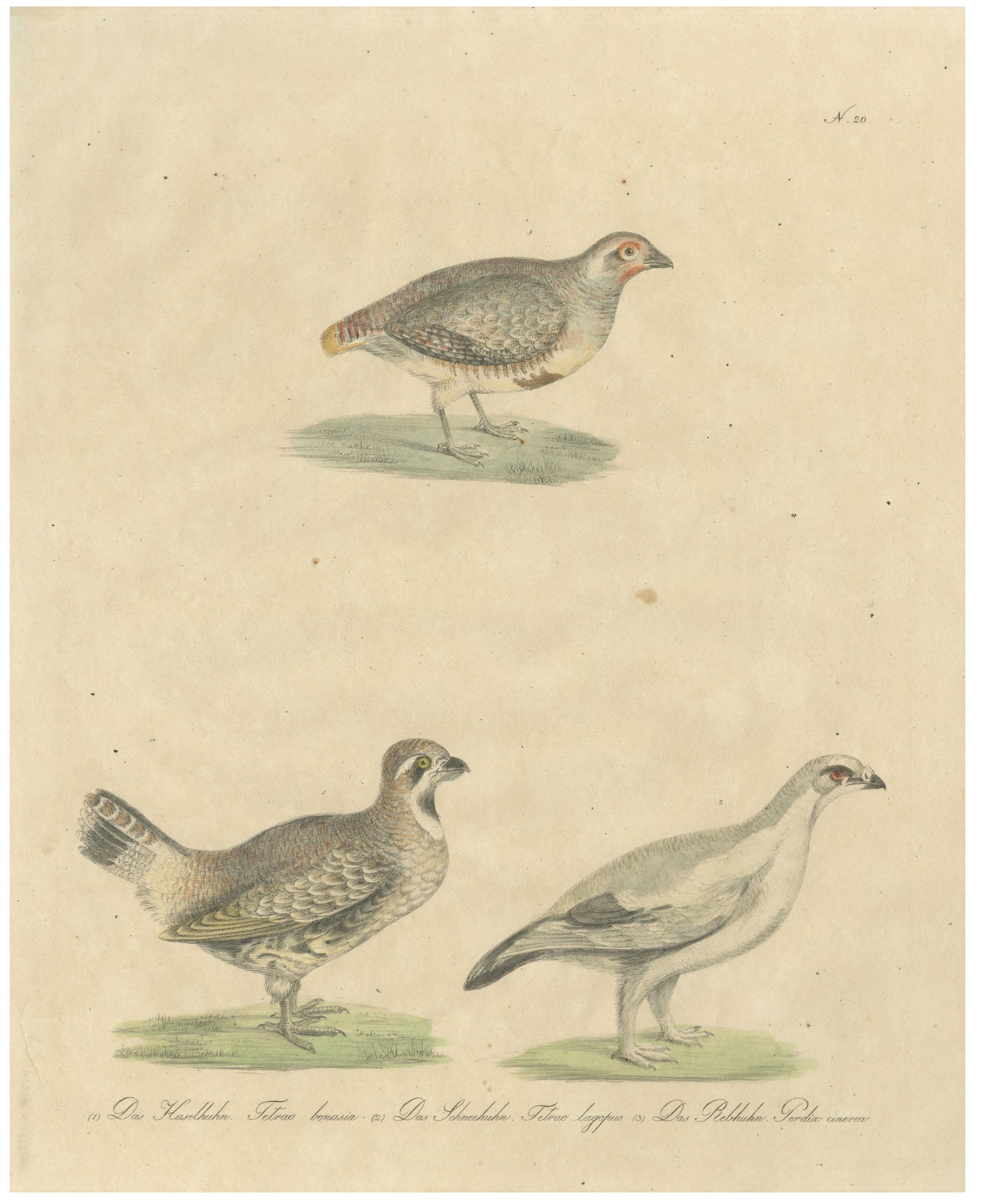 Antique Game Birds Lithograph by Karl Joseph Brodtmann, 1816