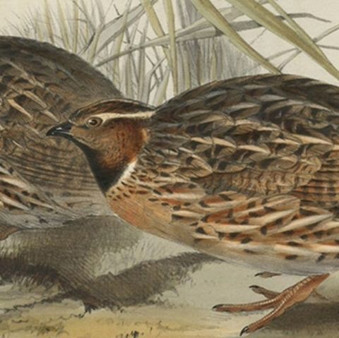 Beautiful Antique Hand-Colored Bird Print of the Common Quail by Gould, 1832, close-up 2