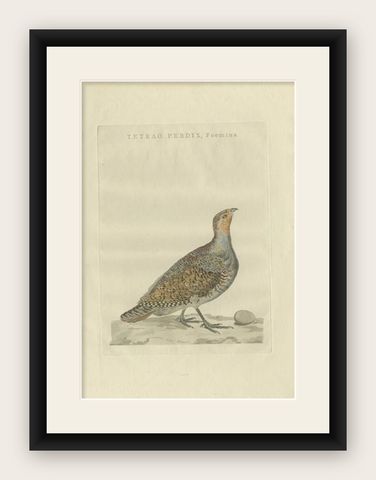 Antique Bird Print of a Female Grey Partridge by Sepp & Nozeman, 1789, shown framed