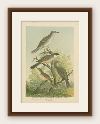 Antique Bird Print of the Barred & Western Orphean Warble by Naumann, circa 1895, shown framed