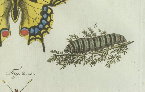 Original Antique Print of Swallowtail and Painted Lady Butterflies, c.1800, close-up 2