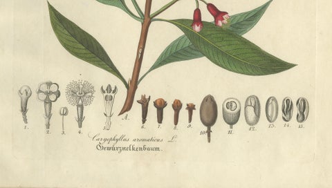 Antique Clove Botanical Print, Caryophyllus Aromaticus, Hand Colored, c.1831, close-up 3