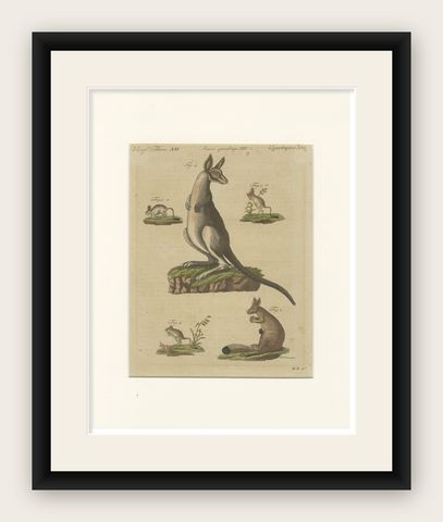 Antique Kangaroo, Wallaby & Hopping Mammals Engraving, Bertuch, c. 1795, shown framed