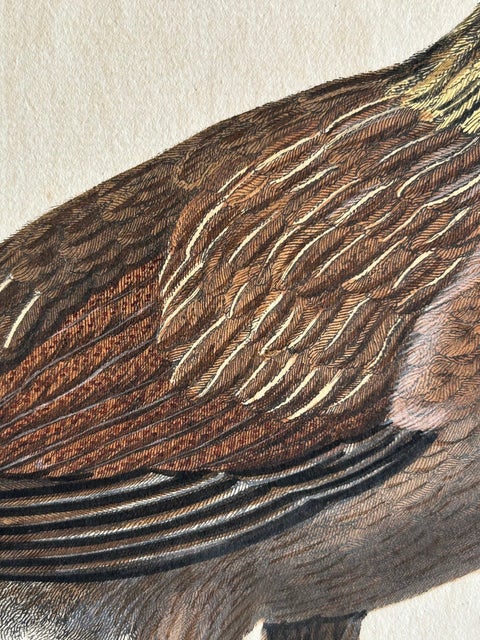 Hen, Gallus Domesticus Foemina, Nozeman & Sepp Antique Bird Print, c.1829, view 8