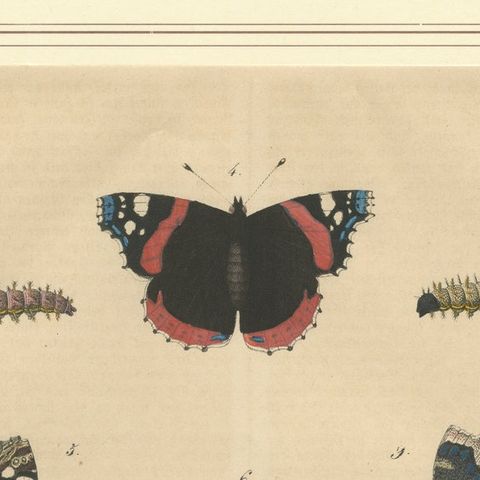 "Admiral Butterfly Lifecycle" - Hand-Colored Natural History Plate (1846), close-up 5