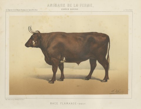 Flemish Ox, French Cattle Breed, Antique Chromolithograph by Borie, 1863