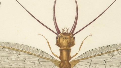 Antique Dragonfly Engraving, Corydale Cornu, French Neuropteres Print c.1800, close-up 2