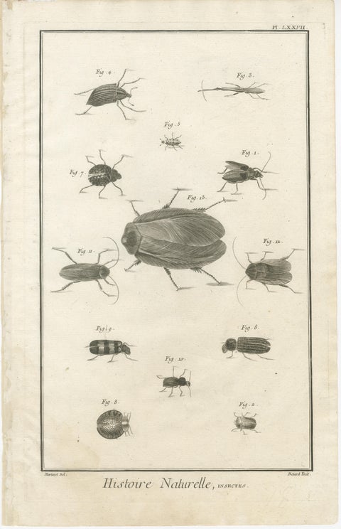 Set of Three Antique Engravings of Insects from Diderot’s Encyclopédie, ca. 1770, view 2