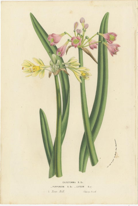 Antique Flower Lithograph of Purple and Yellow Wilcannia Lilies, 1856, view 2