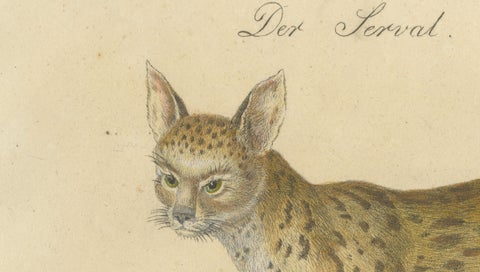 Serval and Eurasian Lynx Natural History Lithograph, Brodtmann, 1816, close-up 3