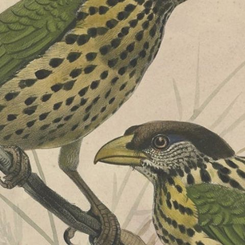 Original Antique Bird Print of The White-Eared Cat Bird, 1869, close-up 2