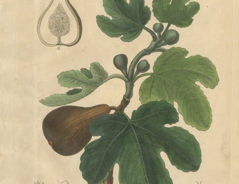 Antique Fig Botanical Print, Ficus Carica, Hand Colored, c.1831, close-up 2