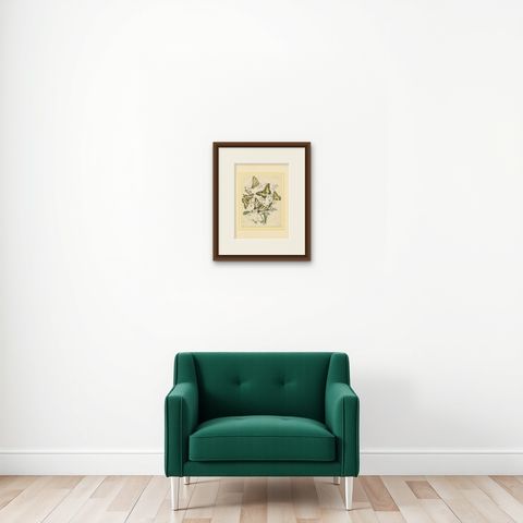 1856 Hand-Colored Lithograph of Swallowtail Butterflies and Caterpillars, shown framed on a wall