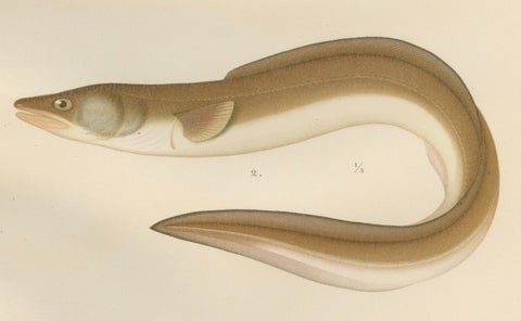 Scandinavian Eels Lithograph: European Eel and Black Conger from 19th Century, close-up 3