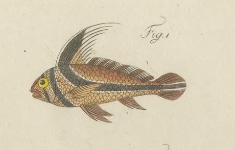 Original Antique Print of Three Exotic Tropical Fish by Bertuch, c.1800, close-up 5