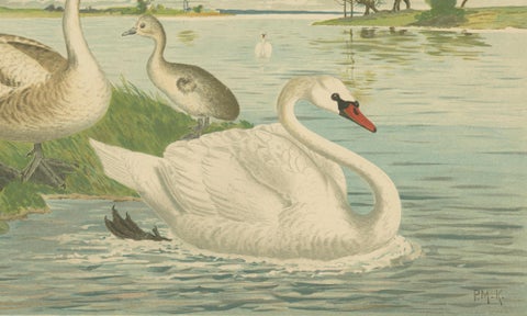 Swans on a Quiet Lake, Graceful Antique Bird Chromolithograph c.1880, close-up 3