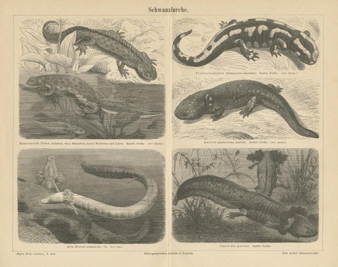 Original Antique Lithograph of Various Tailed Amphibians, circa 1890, view 3