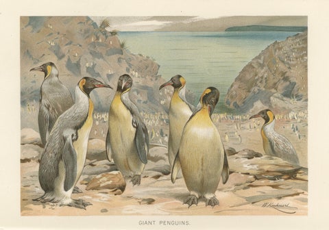 Antique Penguin Print Giant Penguins Coastal Scene Chromolithograph c.1895, close-up 1