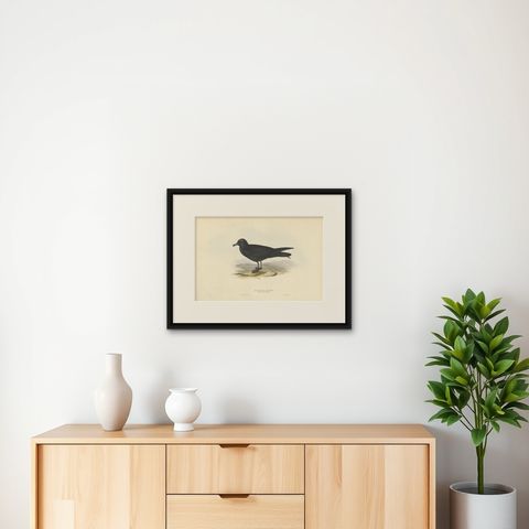 Antique Bird Print of the Bulwer's Petrel by Gould, 1832, shown framed on a wall