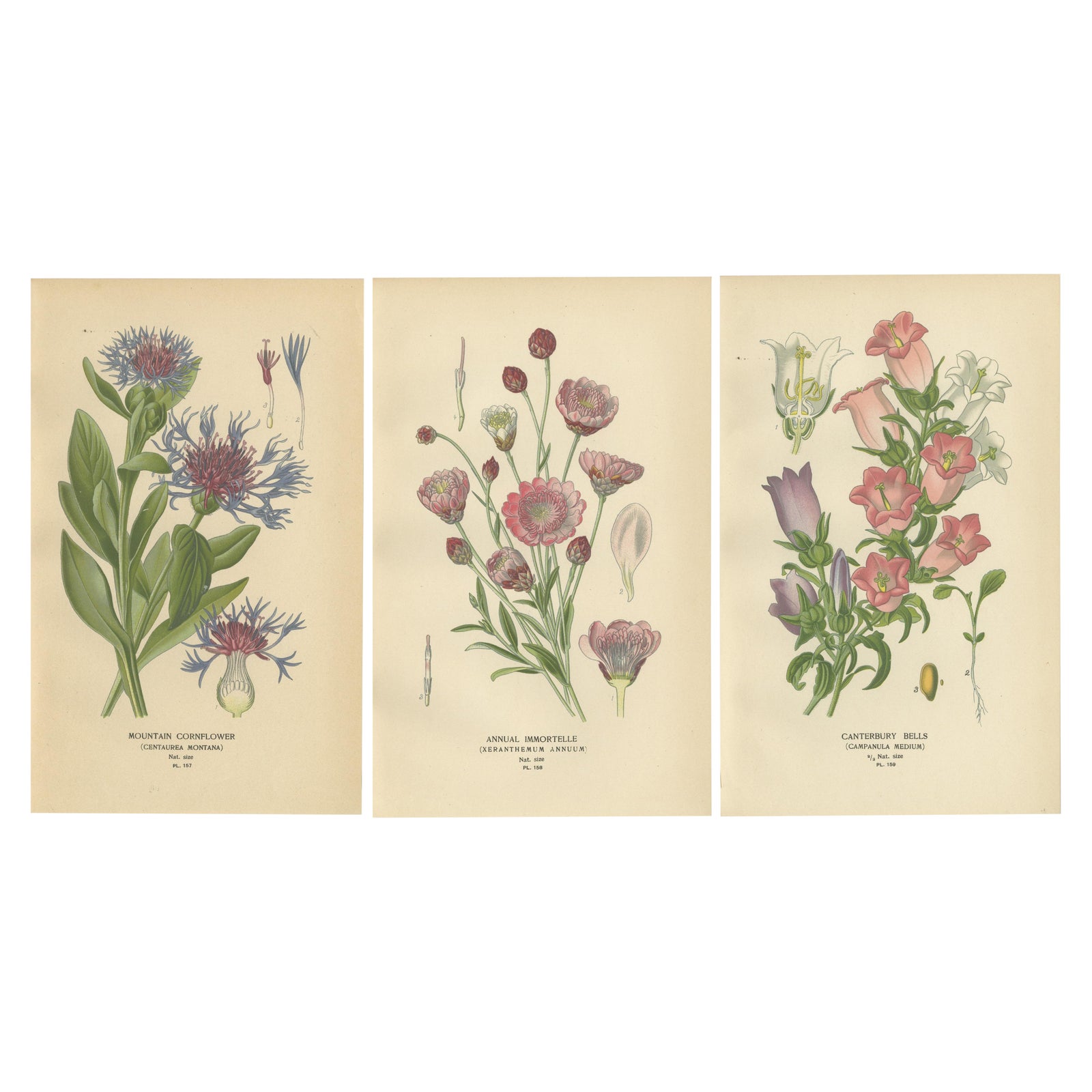 1897 Antique Botanical Prints, Cornflower, Immortelle, Canterbury Bells