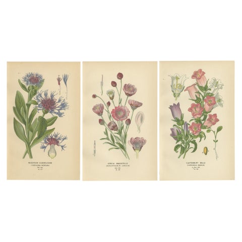 1897 Antique Botanical Prints, Cornflower, Immortelle, Canterbury Bells