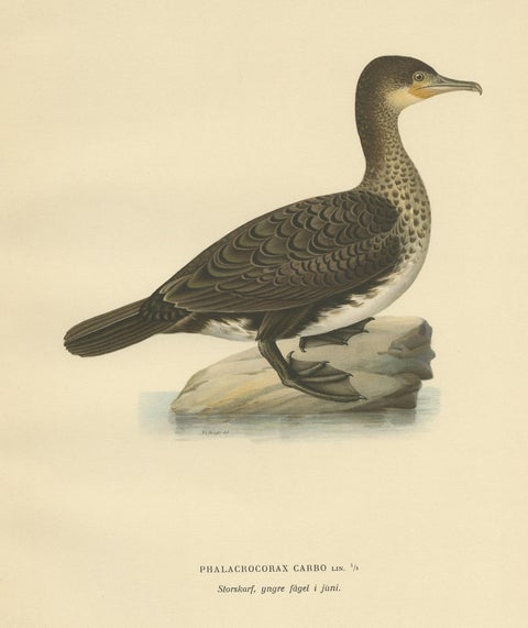 Antique Bird Print of a Young Great Cormorant by Von Wright, 1929, view 2