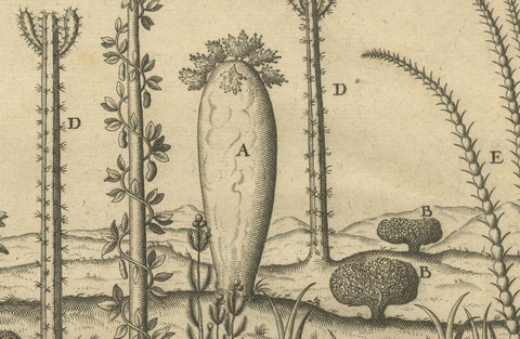De Bry Engraving Expressio Germinum, Exotic Plants of St. Lawrence Island, 1598, close-up 5