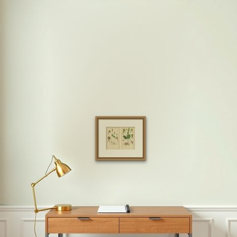 Listera Lore: Botanical Illustrations of Heart-Leaved Orchids from 1904, shown framed on a wall