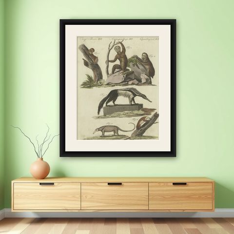 Antique Animal Print of Various Animals Incl a Sloth, Anteater, etc. circa 1800, shown framed on a wall