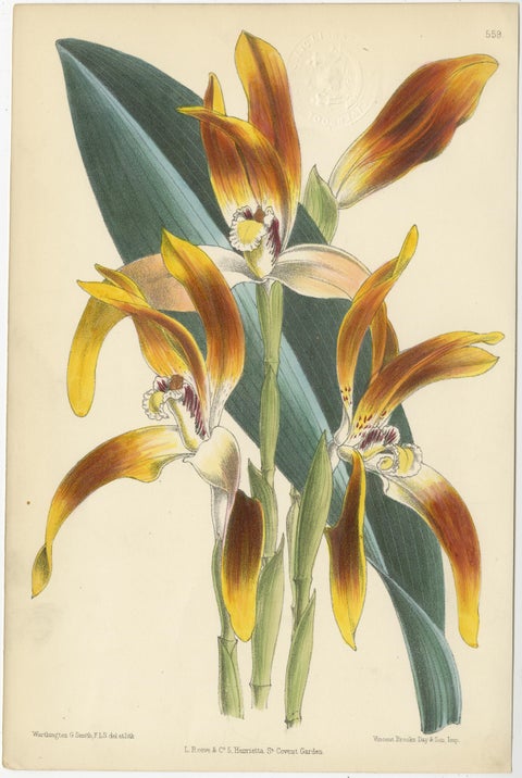 Set of 5 Antique Botany Prints, Orange, by Brooks 'c.1870', view 2
