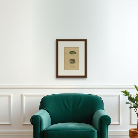 Subterranean Marvels: The Cape Golden Mole and the Common Hedgehog, 1845, shown framed on a wall