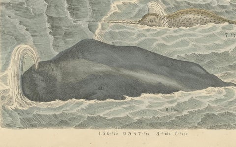 Marine Mammals Print: Whales, Seals, Narwhal & Dolphin, Antique 1867, close-up 4