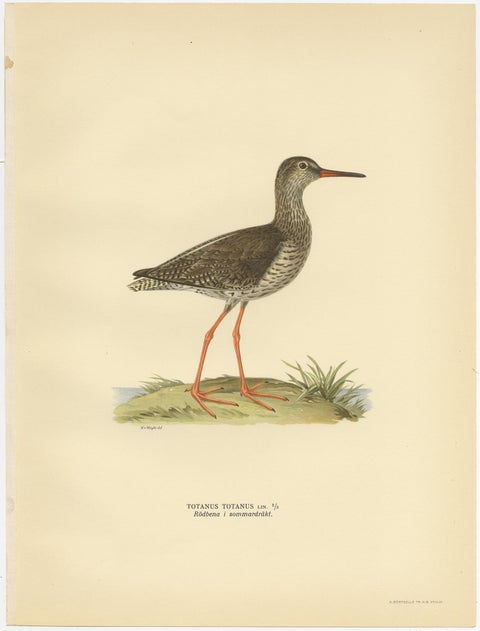 Antique Bird Print of the Common Redshank ;Summer' by Von Wright, 1929, view 3