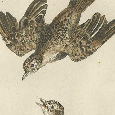Eurasian Skylark, Antique Bird Engraving by Nozeman and Sepp, 1809, close-up 1