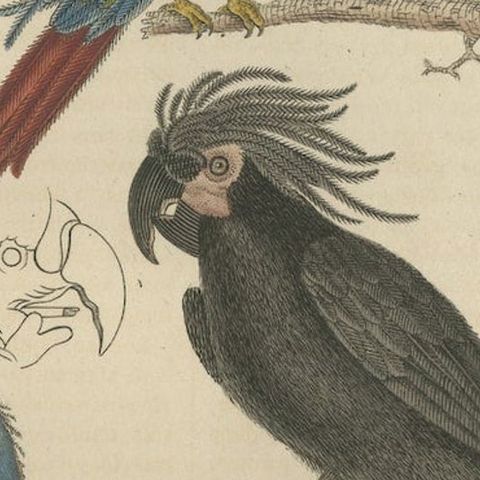 Bird Print of the Ara Tricolore, the Black Sunbird and a female Argus Pheasant, close-up 3