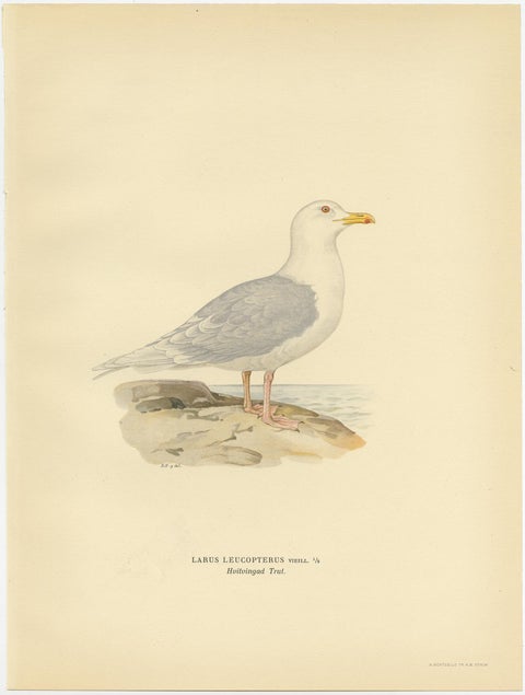 Antique Bird Print of the White-Winged Tern by Von Wright, 1929, view 4