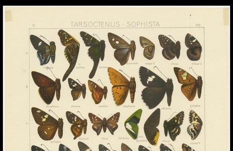 Set of 2 Antique Prints of Butterflies of Africa and America, Published in 1910, close-up 2