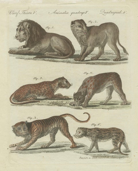 Lions, Tigers & Spotted Cats, Decorative Natural History Print c.1790, close-up 5