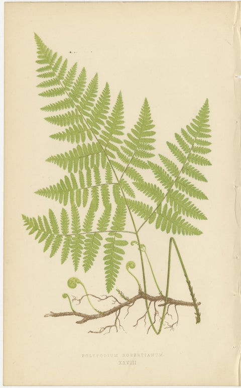 Antique Victorian Fern Botanical Prints Set, Polypodium Studies Wall Art 1856, view 3