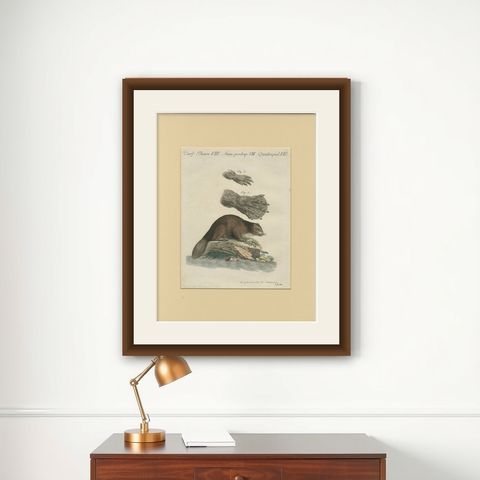 Antique Beaver with Webbed Feet Engraving, Bertuch, c. 1792, shown framed on a wall