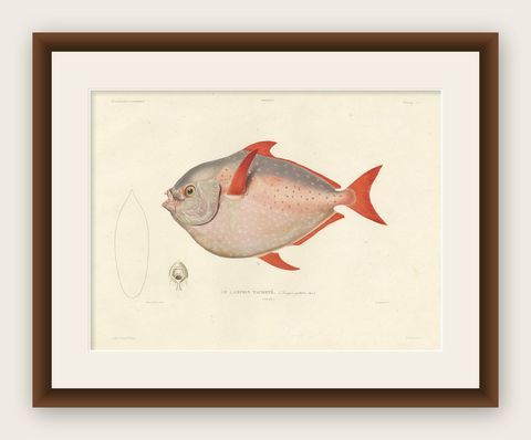 Antique Print of the Opah or Moonfish, Hand-Colored Lithograph, 1845, shown framed