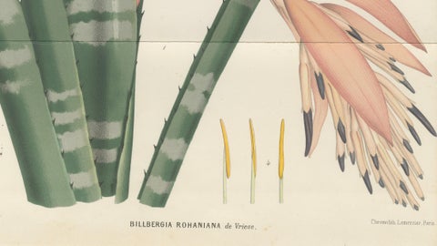 Antique Botanical Lithograph, Rohan’s Billbergia, de Vriese, 1856, close-up 5