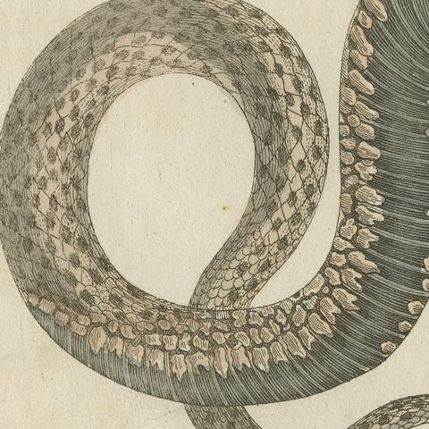 Two Snakes with Bold Head Markings, Antique Bertuch Print, Vienna, circa 1805, close-up 3