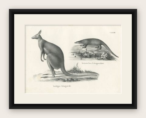 Antique Print of Kangaroo and a 'Javanese' Pangolin in Australia, c.1825, shown framed